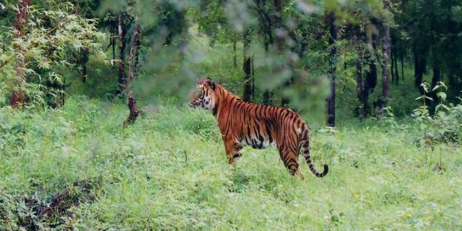 Semarsot Wildlife Sanctuary, Balrampur-Ramanujganj, Chhattisgarh - Vushii.com Semarsot Wildlife Sanctuary, Balrampur-Ramanujganj, Chhattisgarh - Vushii.com